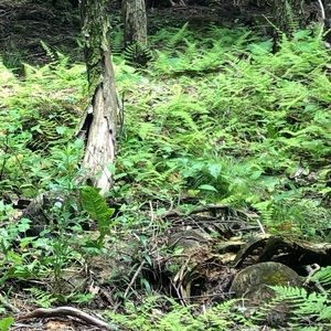 Meet your Posher, Macana